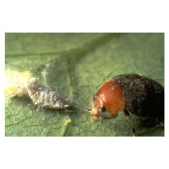 Coccinelle Cryptolæmus Montrouzieri, 25 Adultes Anti-cochenilles 9 Coccinelle Cryptolæmus Montrouzieri, 25 Adultes Anti-cochenilles -VIDAXL Soldes Boutique 314244 001