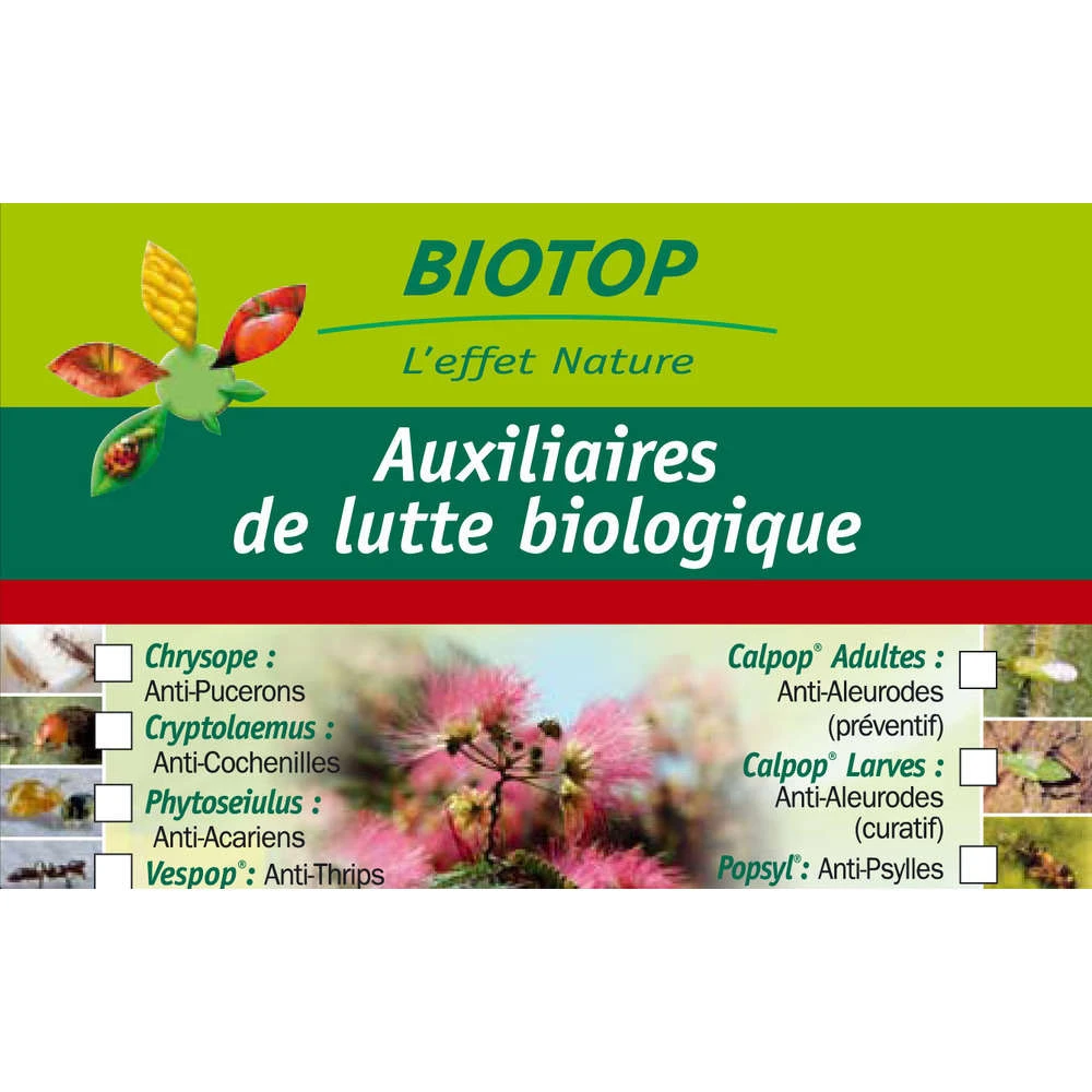 Coccinelle Cryptolæmus Montrouzieri, 25 Adultes Anti-cochenilles 2 Coccinelle Cryptolæmus Montrouzieri, 25 Adultes Anti-cochenilles – Image 2