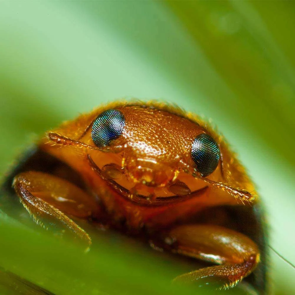 Coccinelle Cryptolæmus Montrouzieri, 25 Adultes Anti-cochenilles 3 Coccinelle Cryptolæmus Montrouzieri, 25 Adultes Anti-cochenilles – Image 3