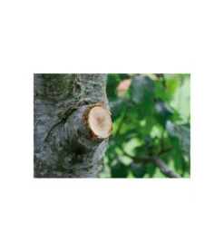 Coupe-branches à Enclume Smartcut Comfort Gardena -VIDAXL Soldes Boutique 641da670d3f468.10738563