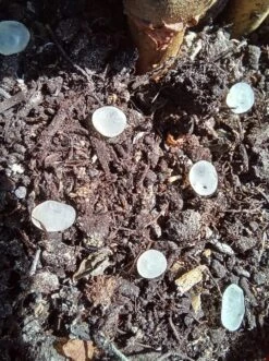 Nématodes Mouches Des Terreaux En Micro-capsules Par 200 -VIDAXL Soldes Boutique 644181f5d4dc33.09973681