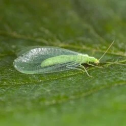 100 Larves Chrysopes Anti-pucerons, Cochenilles Et Acariens -VIDAXL Soldes Boutique 644c0d767616b9.39860901