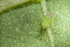 80 Larves Calpop -VIDAXL Soldes Boutique 644c0d7810f161.94952608