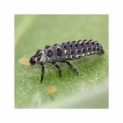 1000 Larves Coccinelles Anti-pucerons - Coccifly -VIDAXL Soldes Boutique 644c0d797d5ae5.31765662