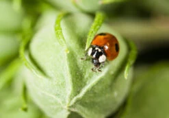 350 Larves Coccinelles Anti-pucerons - Coccifly -VIDAXL Soldes Boutique 644c0d7ae76409.90016316