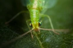 Chrysope 300 Oeufs -VIDAXL Soldes Boutique 644c0d80415e41.87891519