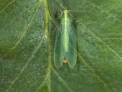 Chrysope 300 Oeufs -VIDAXL Soldes Boutique 644c0d804700c6.01347131