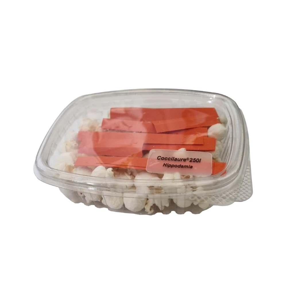 250 Larves Coccinelles Anti-puceron - Coccilaure 1 250 Larves Coccinelles Anti-puceron - Coccilaure