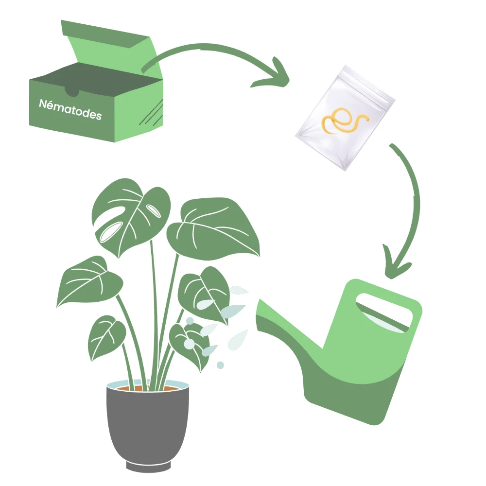 Nématodes Spécifiques Contre Les Otiorhynques 5 Millions 3 Nématodes Spécifiques Contre Les Otiorhynques 5 Millions – Image 3