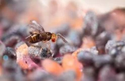 Trichogrammes Anti Pyrale De Buis Tricholine Buxus -VIDAXL Soldes Boutique 644c61a3d600d4.63640655