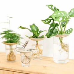 Coupelle D'hydroculture -VIDAXL Soldes Boutique 648761292fb1c0.55252744